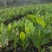 香蜜一号榴莲蜜苗成活率高质量保证提供技术指导进店讲解