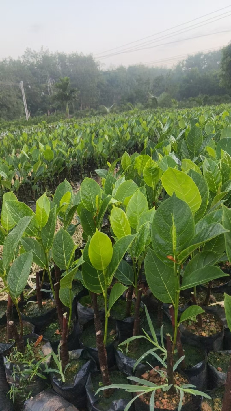 香蜜一号榴莲蜜苗成活率高质量保证提供技术指导进店讲解