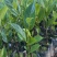 香蜜一号榴莲蜜苗成活率高质量保证提供技术指导进店讲解