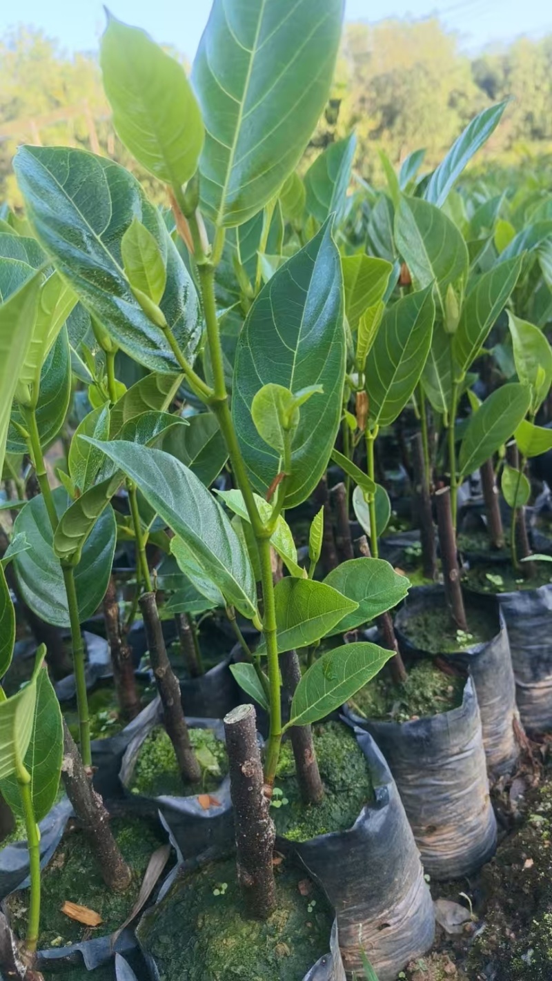 香蜜一号榴莲蜜苗成活率高质量保证提供技术指导进店讲解