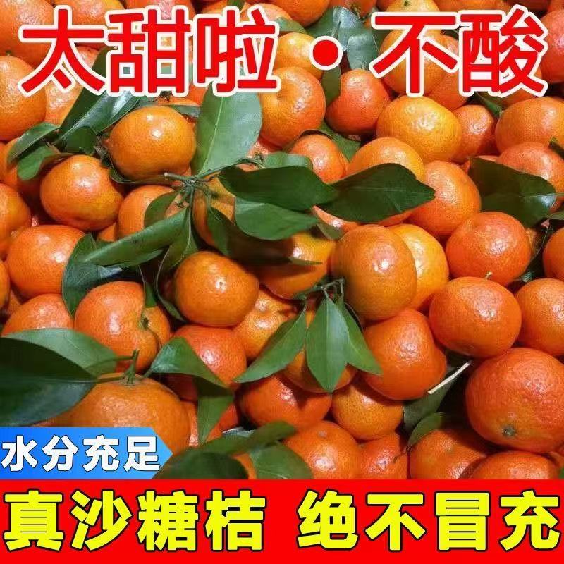 优选广西砂糖橘现摘现发团队协作大量发货发出口电商市场