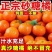 优选广西砂糖橘现摘现发团队协作大量发货发出口电商市场