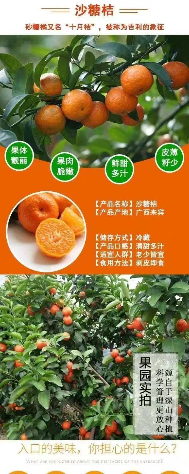 优选广西砂糖橘现摘现发团队协作大量发货发出口电商市场
