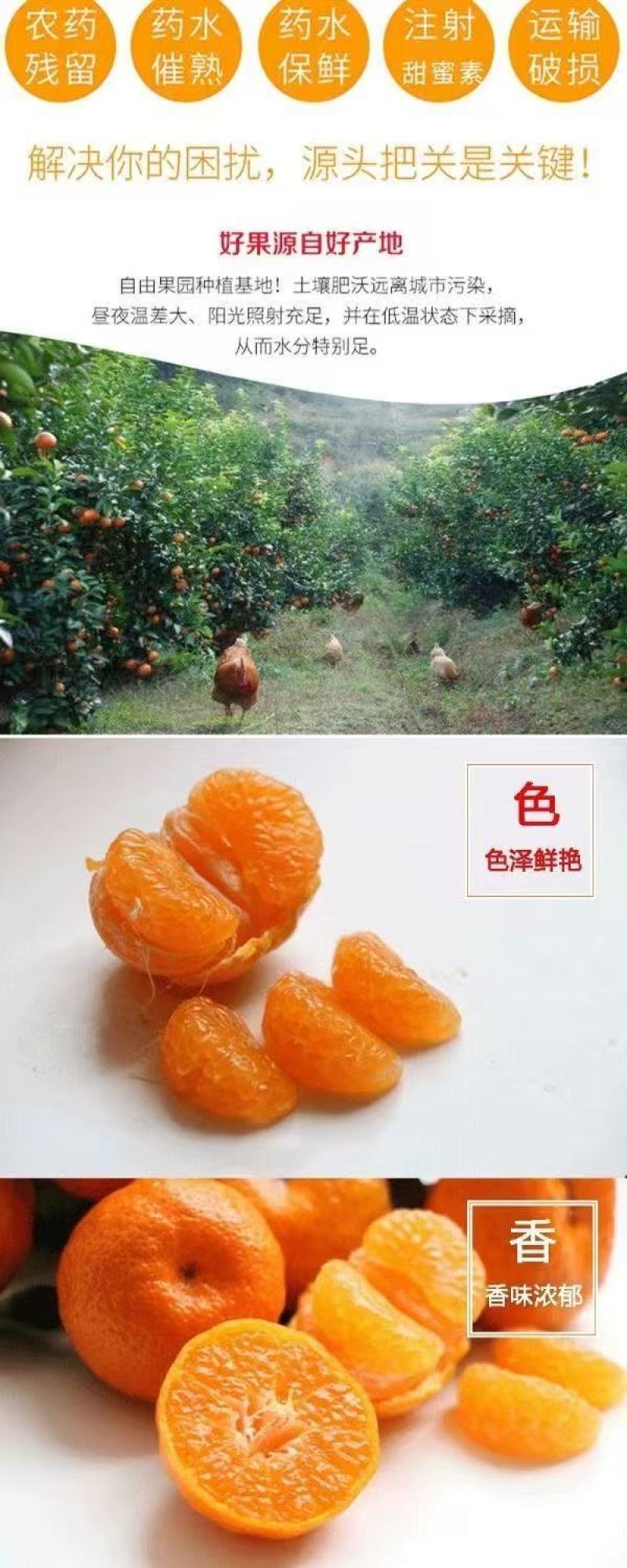 优选广西砂糖橘现摘现发团队协作大量发货发出口电商市场
