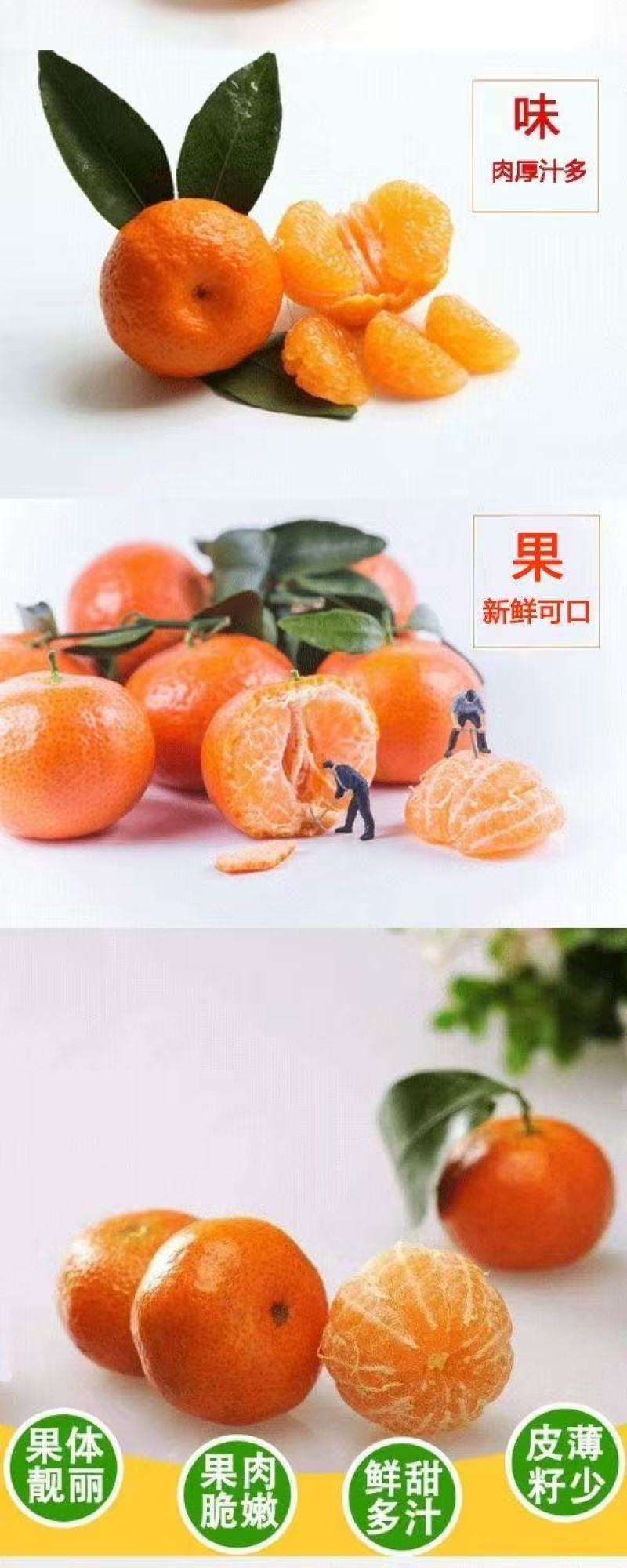 优选广西砂糖橘现摘现发团队协作大量发货发出口电商市场