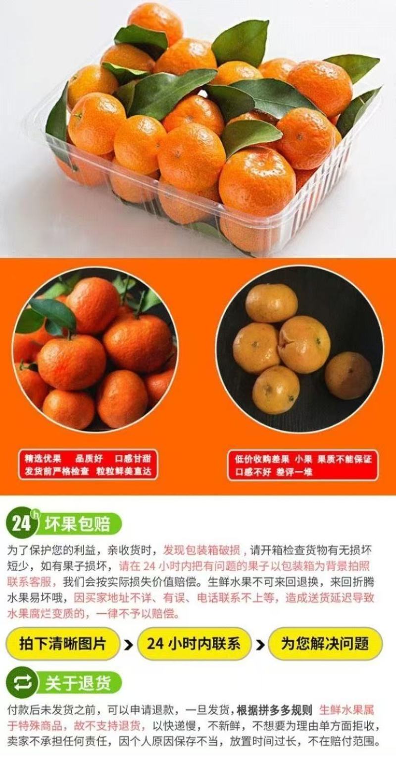 优选广西砂糖橘现摘现发团队协作大量发货发出口电商市场