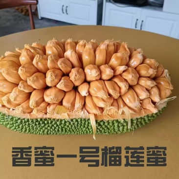 香蜜一号榴莲蜜苗成活率高质量保证提供技术指导进店讲解