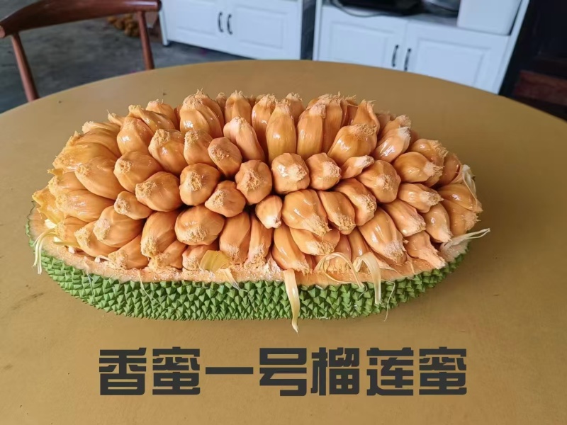 香蜜一号榴莲蜜苗成活率高质量保证提供技术指导进店讲解