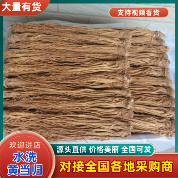 【热卖推荐】甘肃定西岷县水洗黄当归产地直发量大从优欢迎
