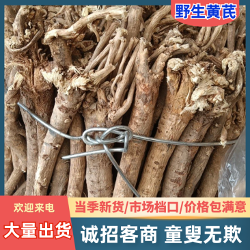 十年以上野生老黄芪个头大，心黄无空心对接全国客商欢迎采购