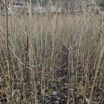 陕西自家种植山桐子苗大小苗都有货量大规格全成活率高