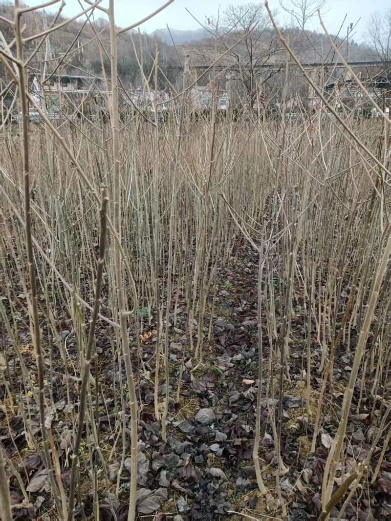 陕西自家种植山桐子苗大小苗都有货量大规格全成活率高
