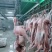 【优质猪肉】白条猪，诚信经营以质量求生存、以信誉求发展
