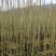 陕西自家种植山桐子苗大小苗都有货量大规格全成活率高