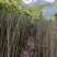 陕西自家种植山桐子苗大小苗都有货量大规格全成活率高