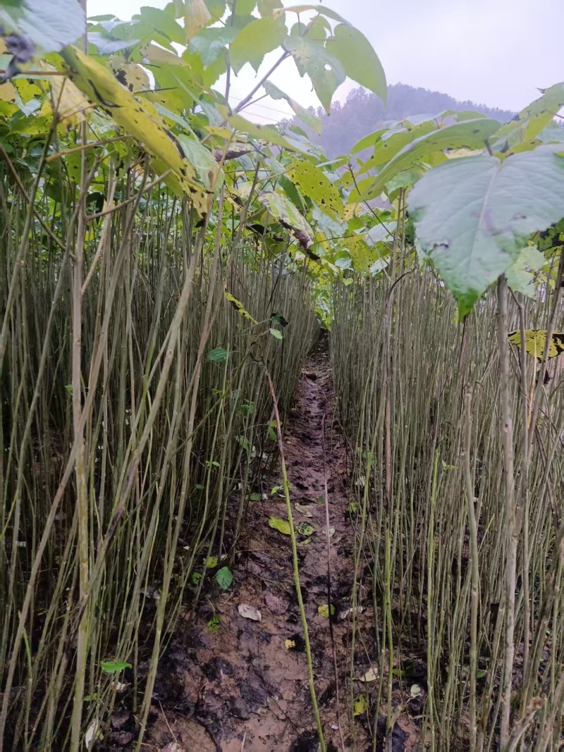 陕西自家种植山桐子苗大小苗都有货量大规格全成活率高