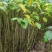 陕西自家种植山桐子苗大小苗都有货量大规格全成活率高