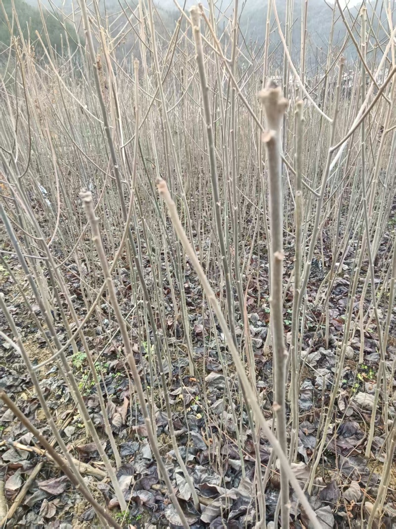 陕西自家种植山桐子苗大小苗都有货量大规格全成活率高