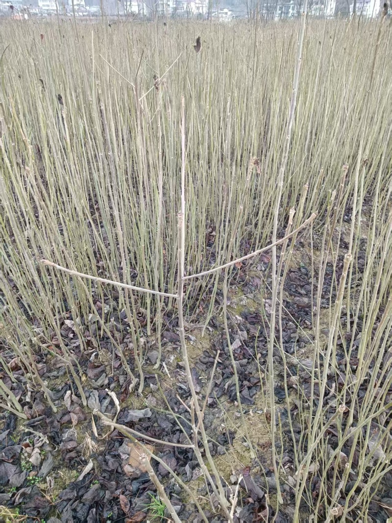 山桐子苗原产地供货保湿发货成活率高易种植挂果快产量高