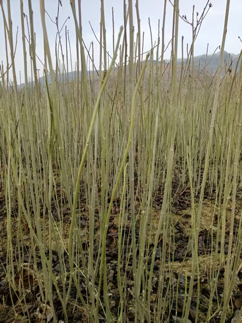 山桐子苗原产地供货保湿发货成活率高易种植挂果快产量高