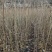 山桐子苗原产地供货保湿发货成活率高易种植挂果快产量高