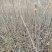 山桐子苗原产地供货保湿发货成活率高易种植挂果快产量高