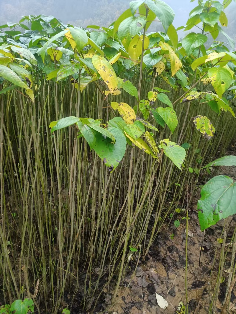山桐子苗原产地供货保湿发货成活率高易种植挂果快产量高