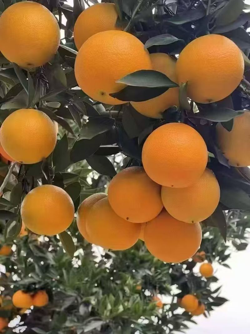 【精选】正宗九月红脐橙湖北果冻橙批发一件代发量大从优