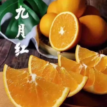 【精选】正宗九月红脐橙湖北果冻橙批发一件代发量大从优