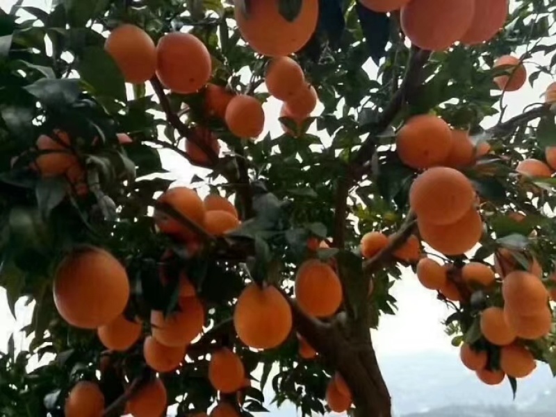 【实力推荐】正宗长虹脐橙湖北产地直发一条龙服务一件代发