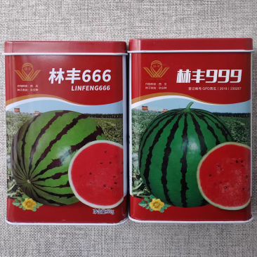 林丰666林丰999西瓜种子深绿花皮高圆大红瓤西瓜种籽