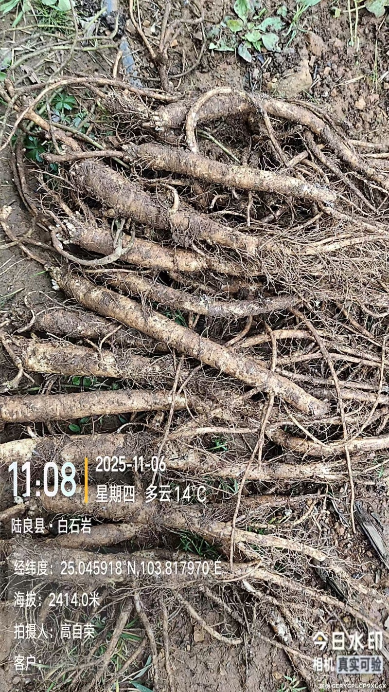 高海拔臭参通货批发！