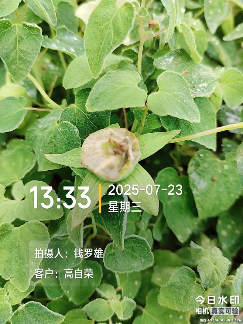 云南曲靖陆良县高海拔臭参二年龄臭参种植基地直发