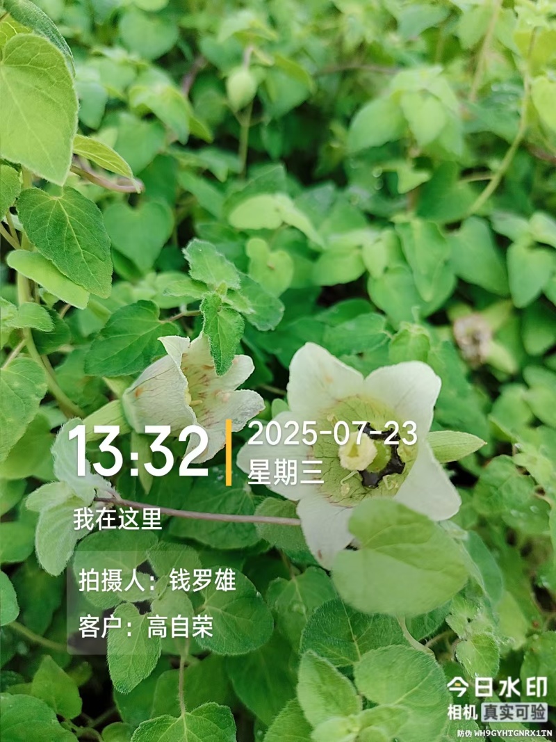 云南曲靖陆良县高海拔臭参二年龄臭参种植基地直发