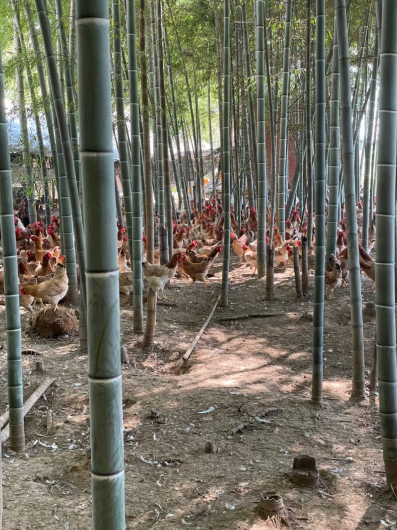 散养土鸡红瑶鸡纯玉米饲养品质好/量大价优/欢迎咨询