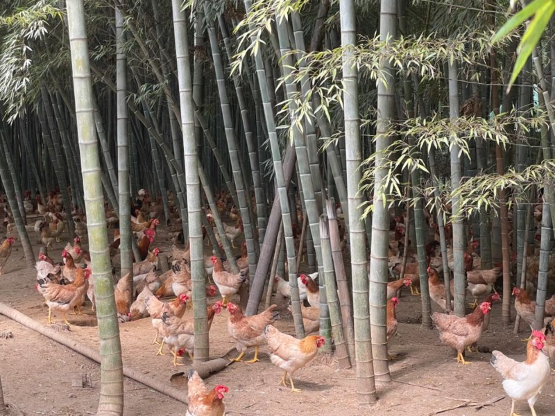 散养土鸡红瑶鸡纯玉米饲养品质好/量大价优/欢迎咨询