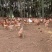 散养土鸡红瑶鸡纯玉米林地饲养品质好/量大价优/欢迎咨询