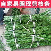 第三代脆蜜金桔枝条脆蜜金柑枝条脆密正宗果园现剪枝条品种保
