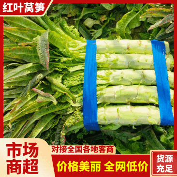 莴笋杆子青皮莴笋杆子无空心产地直发提供一条龙服务