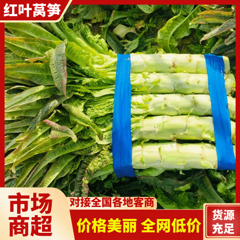 莴笋杆子青皮莴笋杆子无空心产地直发提供一条龙服务
