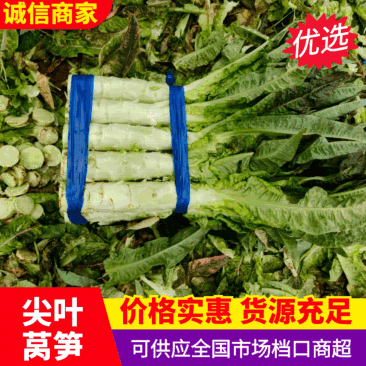 精品莴苣尖叶莴苣产地直发无空心品质保障视频看货
