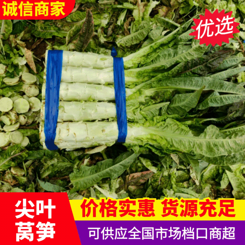 精品莴苣尖叶莴苣产地直发无空心品质保障视频看货