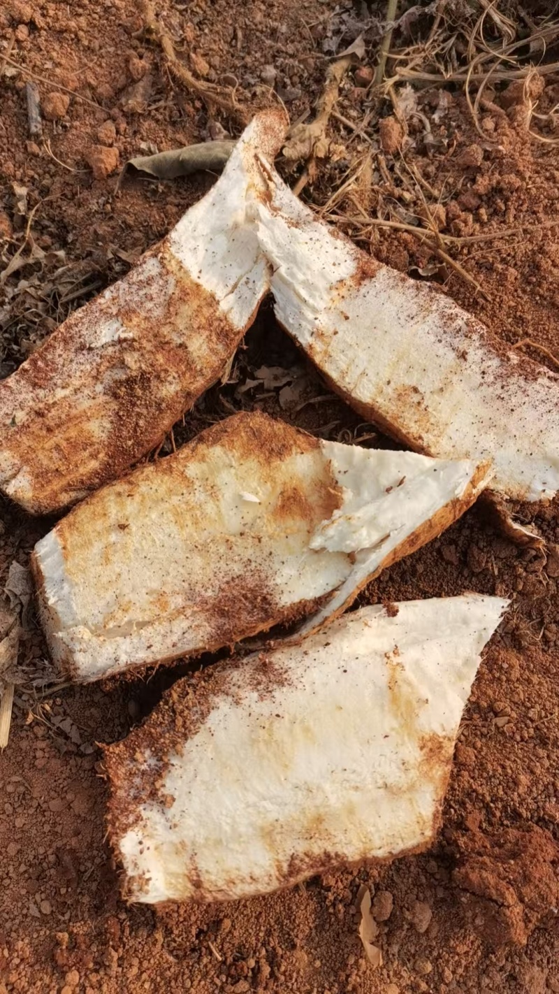 葛根规格齐全二等品适合做菜跟当水果吃质量保证量大从优