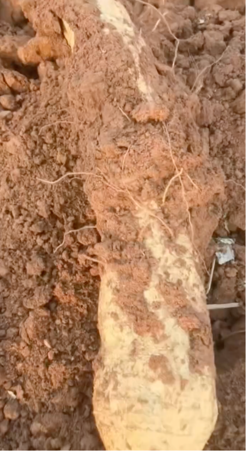 葛根规格齐全二等品适合做菜跟当水果吃质量保证量大从优