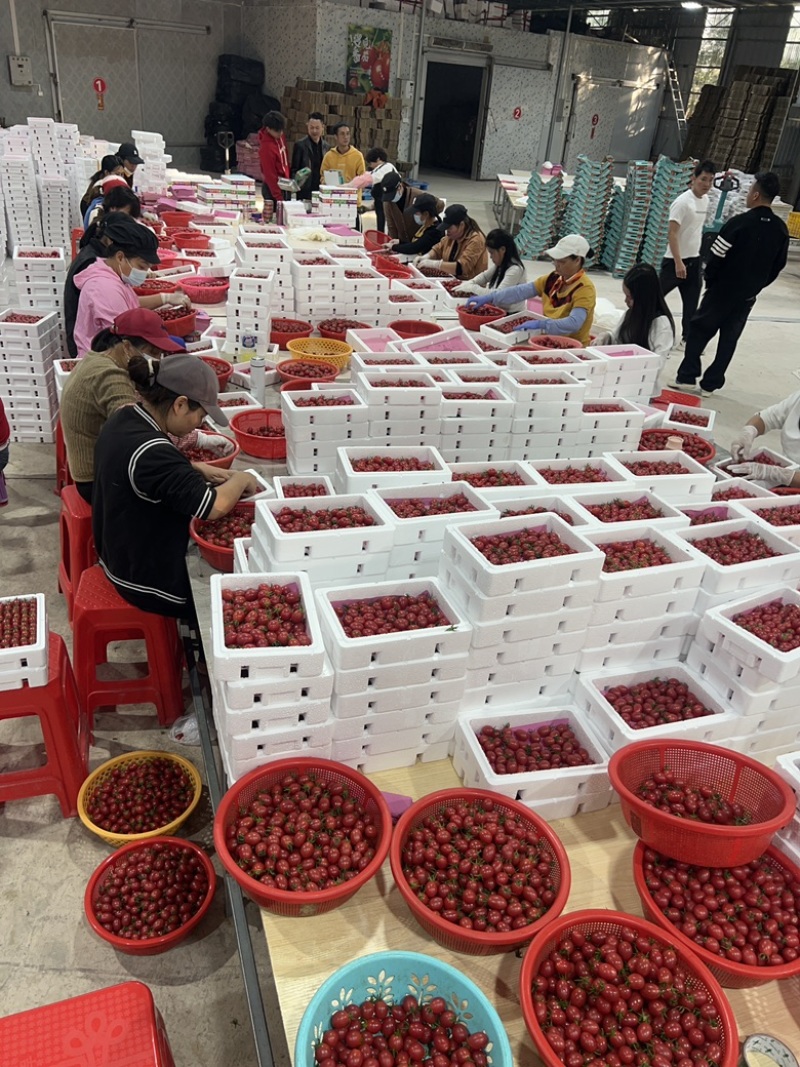 电白千禧，产地直供，一手货源，现在大量上市欢迎来电咨询