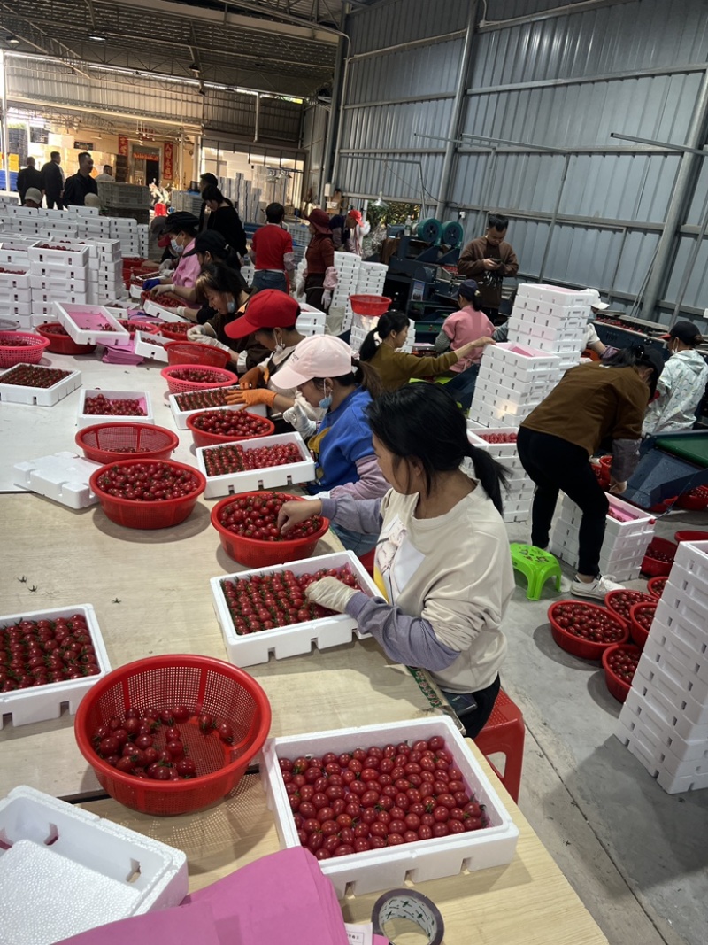 电白千禧，产地直供，一手货源，现在大量上市欢迎来电咨询