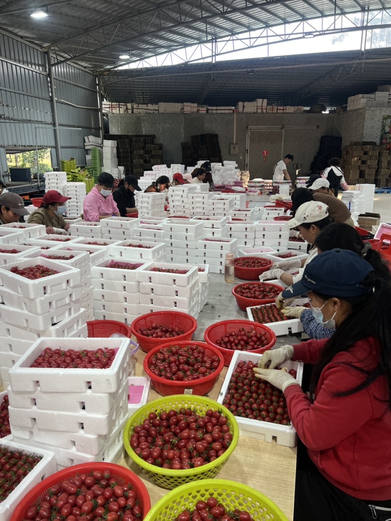 电白千禧，产地直供，一手货源，现在大量上市欢迎来电咨询