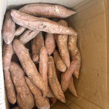 精品白哈密红薯细长条薯行好甜度高量大优惠