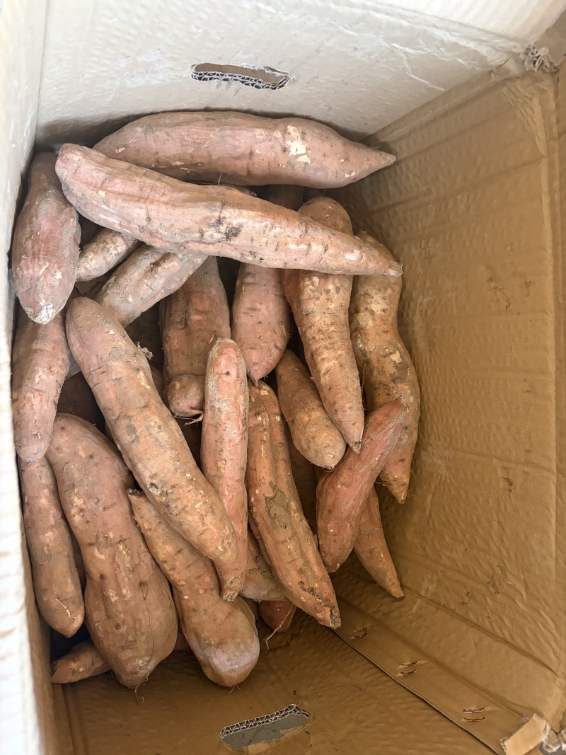 精品白哈密红薯细长条薯行好甜度高量大优惠