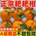 【实力推荐】四川春见耙耙耙柑支持一件代发对接全国电商